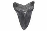 Serrated, Fossil Megalodon Tooth - South Carolina #358993-1